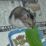 青梗菜を食べるユウキ