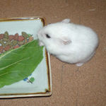 青梗菜を食べるアイ