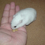 エン麦を食べるアイ