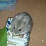 煮干を食べるコーキ