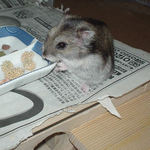 皿の上が気になる