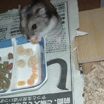 乾燥パパイヤを食べるユウキ