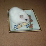 乾燥パパイヤを食べるアイ