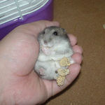 粟の穂腹出し食いのコーキ