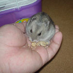 手のひらでも粟の穂食い