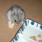 高野豆腐を食べるコーキ