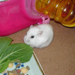 青梗菜をたべるアイ