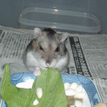 青梗菜を食べるユウキ