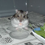 ハムスターのまんまを食べるユウキ