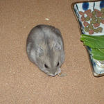 煮干を食べるコーキ