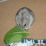 青梗菜を食べるコーキ