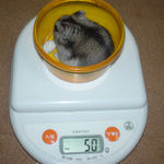 体重はやや減少です