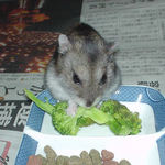 ブロッコリーを食べるユウキ