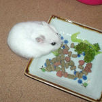 ブロッコリーを食べるアイ