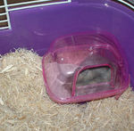 砂場で休むコーキ