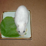 バナナチップを齧っているアイ