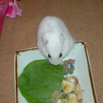 小松菜を食べるアイ