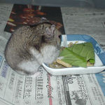 小松菜を食べるユウキ