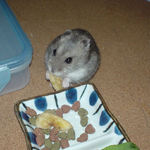 バナナチップを食べるコーキ