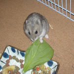 小松菜を食べるコーキ