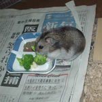 ブロッコリーを食べるユウキ