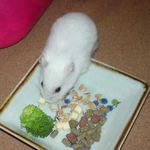 エン麦をあさっているアイ