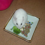 ブロッコリーを食べるアイ