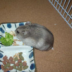 エン麦を食べるコーキ