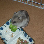 ブロッコリーを食べるコーキ