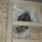 ユウキはまだ眠そう