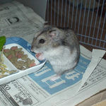 乾燥パパイヤを食べるユウキ