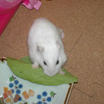 小松菜を食べるアイ