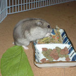 煮干を食べるコーキ