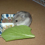 まだまだ食べるよ、コーキ