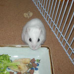 エサ皿を覗き込んでいるアイ