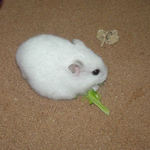 ブロッコリーを食べるアイ