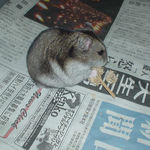 粟の穂を食べるユウキ