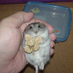 泡の穂で腹出し食いのコーキ