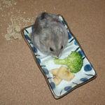 ブロッコリーを食べるコーキ