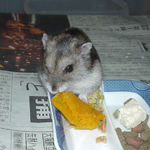 カボチャを食べるユウキ