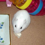 豆腐を食べるアイ