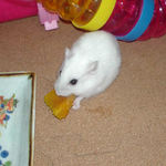 カボチャを食べるアイ