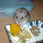 かぼちゃを食べるコーキ