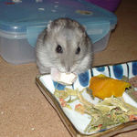 豆腐を食べるコーキ