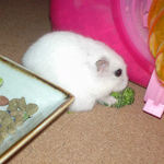 飼い主に後ろ見せてます