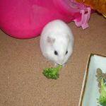 前向き、ブロッコリー食べ