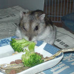 ブロッコリーを食べるユウキ