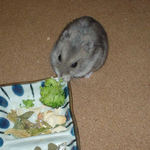 ブロッコリーを食べるコーキ