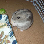 煮干を食べるコーキ