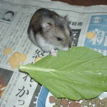 小松菜を食べるユウキ